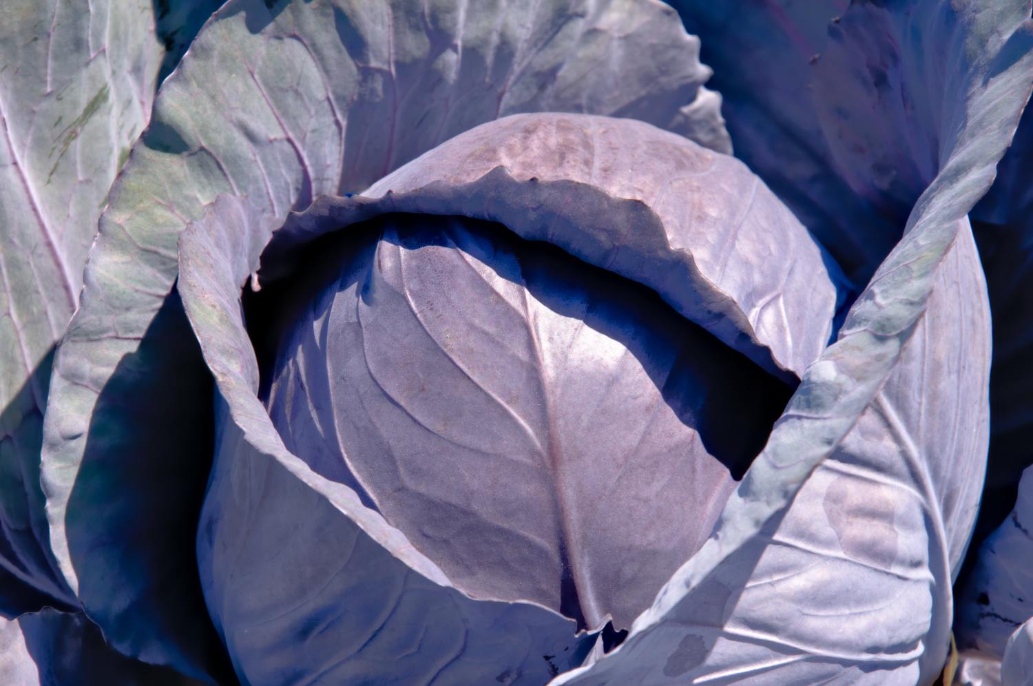 TwooDoo - Rotkohl auf dem Feld