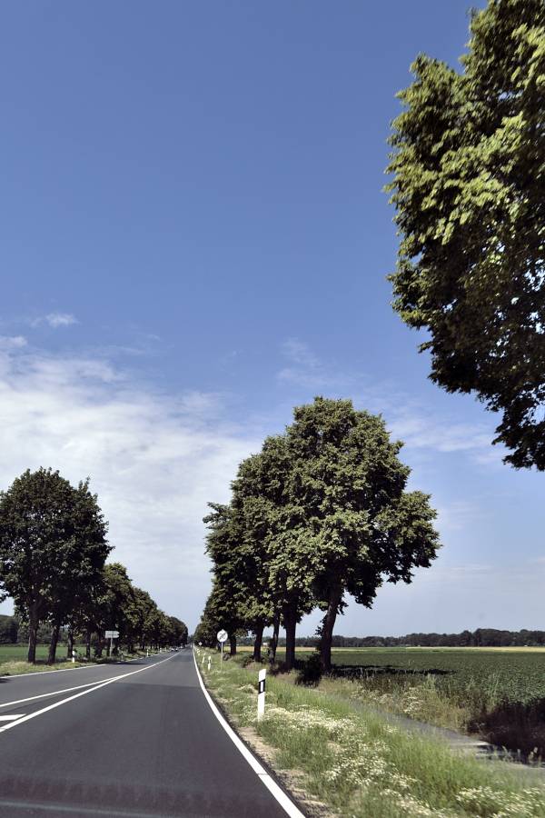 Busfahrt durch eine Allee aus Beifahrersicht