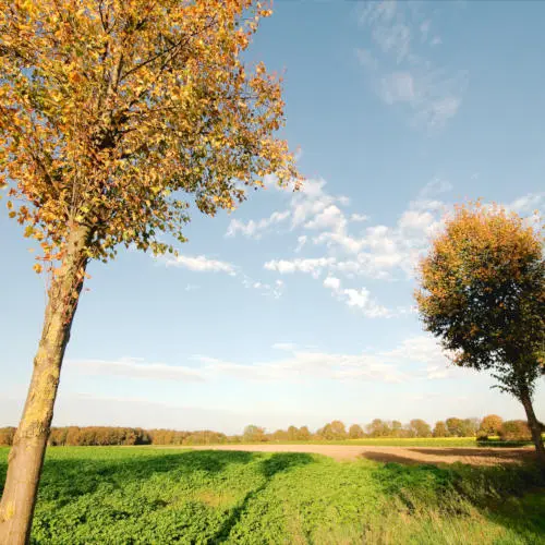 TwooDoo - Herbstliche Landschaft am Niederrhein mit Bäumen im Wind