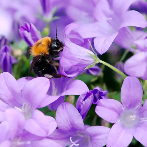 TwooDoo - Blütenmeer mit Hummel