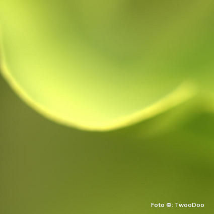 TwooDoo - Ginkgoblatt in Nahaufnahme