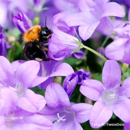 TwooDoo - Hummel in lila Blütenmeer