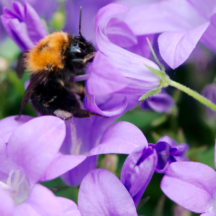 Foto Hummel auf lila Blüte