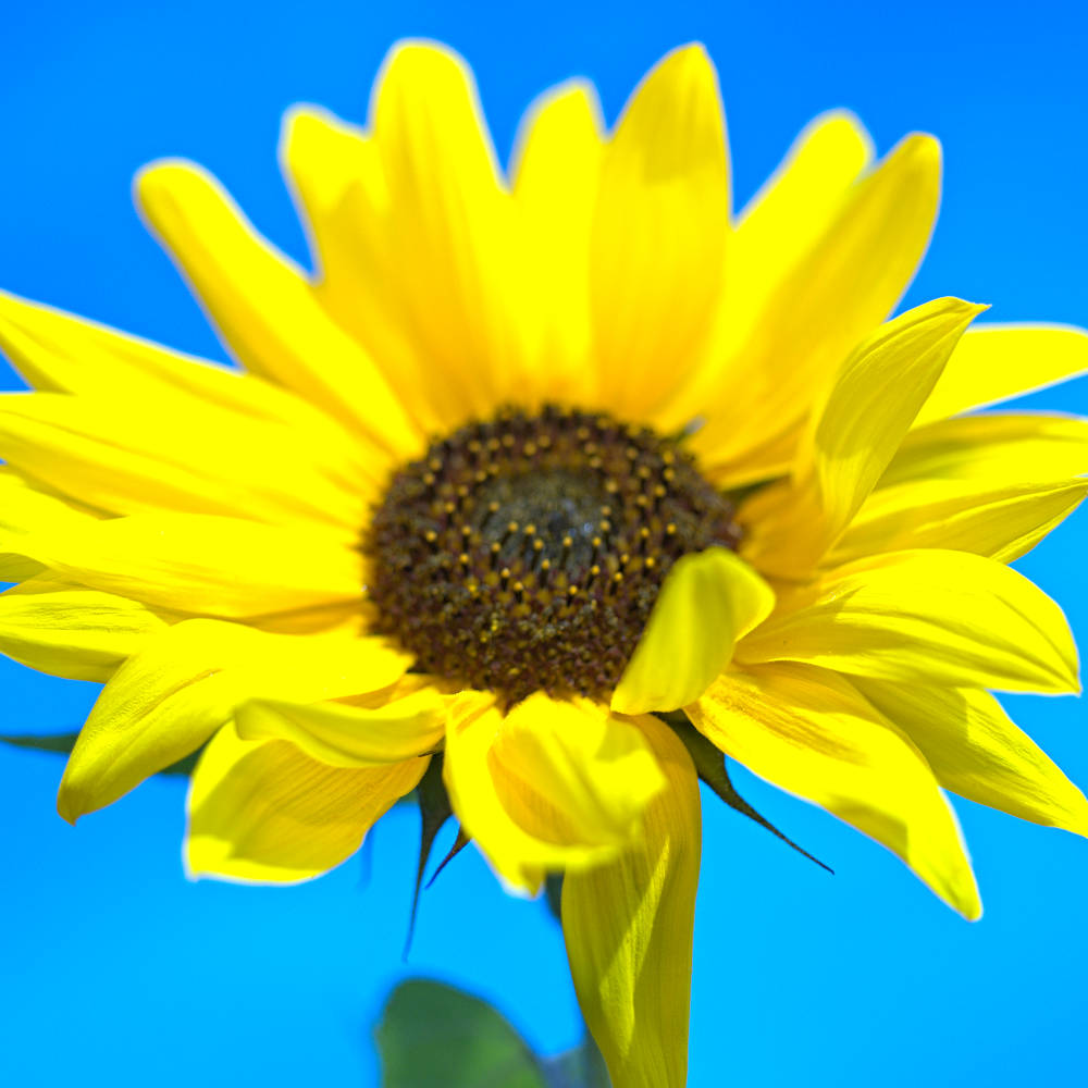 Blüte einer Sonnenblume vor blauem Himmel